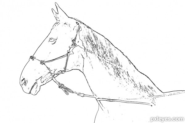 Creation of Cartoon Horse: Step 2