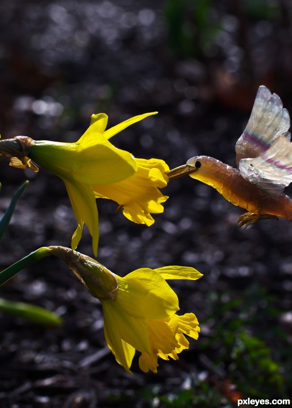 Hummingbird