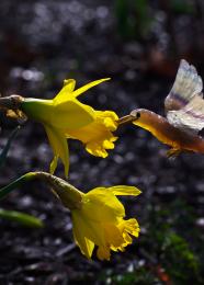 Hummingbird