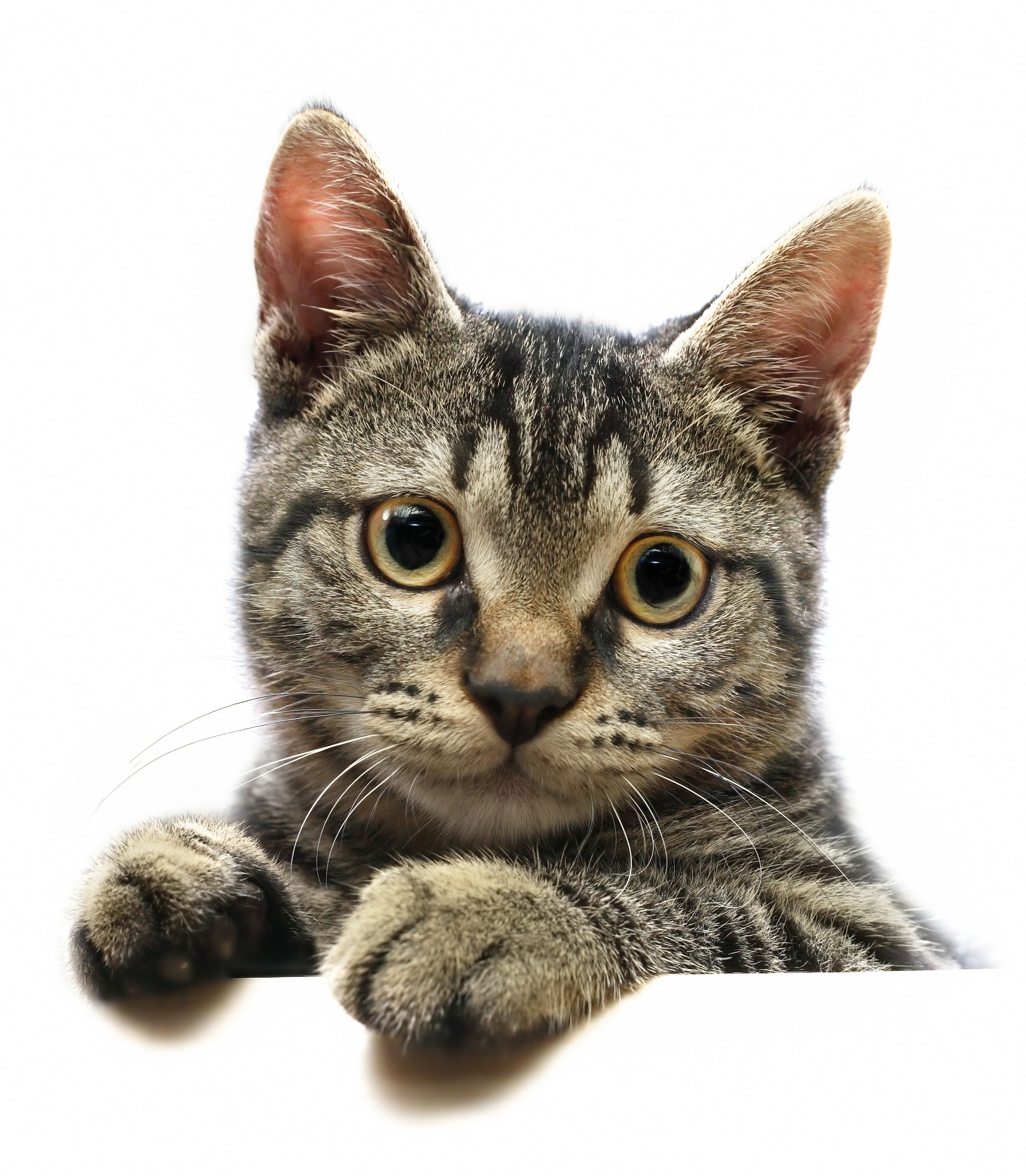 Cat Face Photoshop Contest (14769), Pictures Page 1 ...