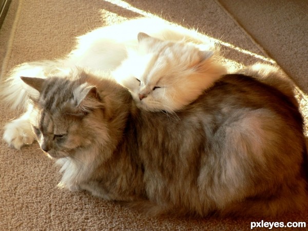 Cat pillow