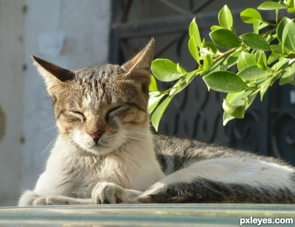 on the car roof