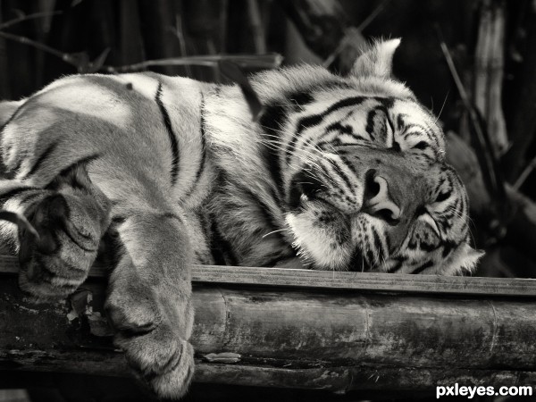 tigerZZZs