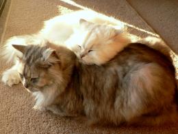 Catpillow