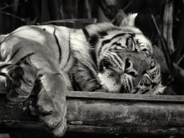 tigerZZZs