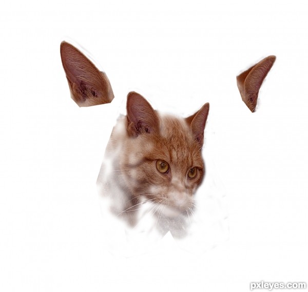 Creation of Orangacat: Step 1