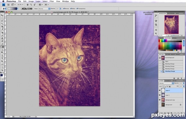 Creation of Cat: Step 6