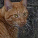 cat portrait source image