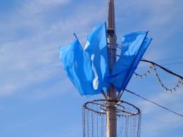 Blue flags