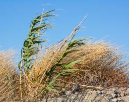 Windy afternoon