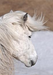 its always windy in Iceland