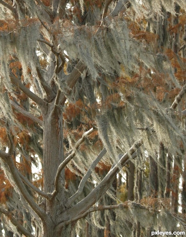 Spanish moss