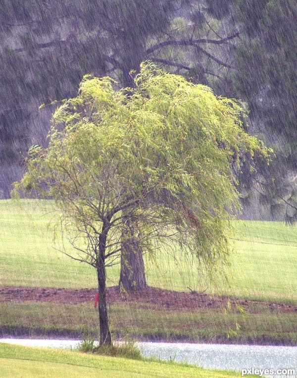 look of a weeping willow