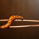 caterpillar source image
