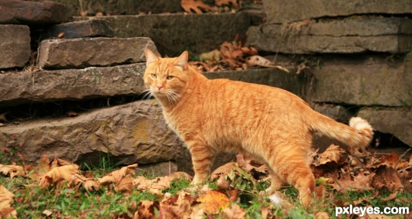 Golden Cat