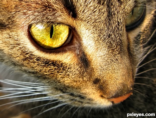 Green eye photoshop picture)
