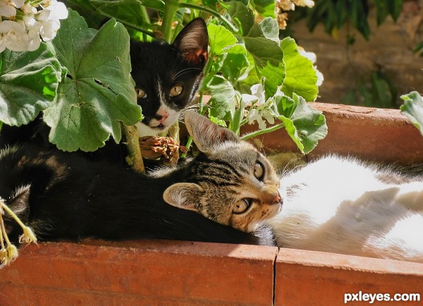 Kittens in a sunny spot