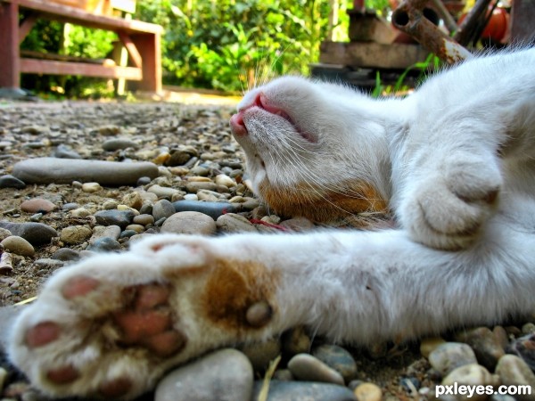 Mitzi in the backyard