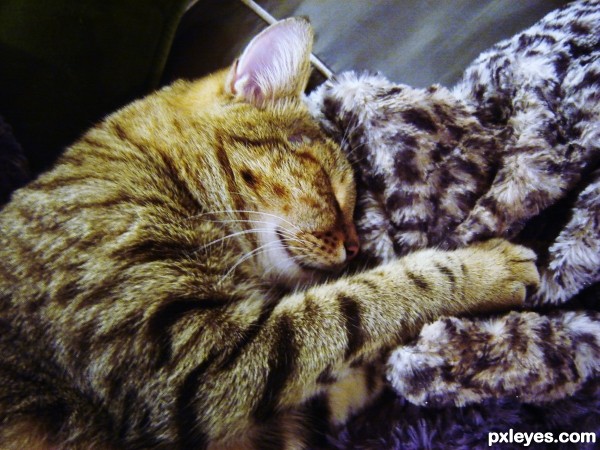 cat + blanket