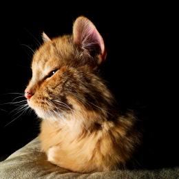 Feline Portrait