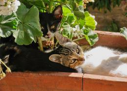 Kittens in a sunny spot