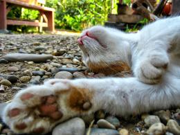 Mitzi in the backyard