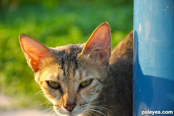 Angry Cat