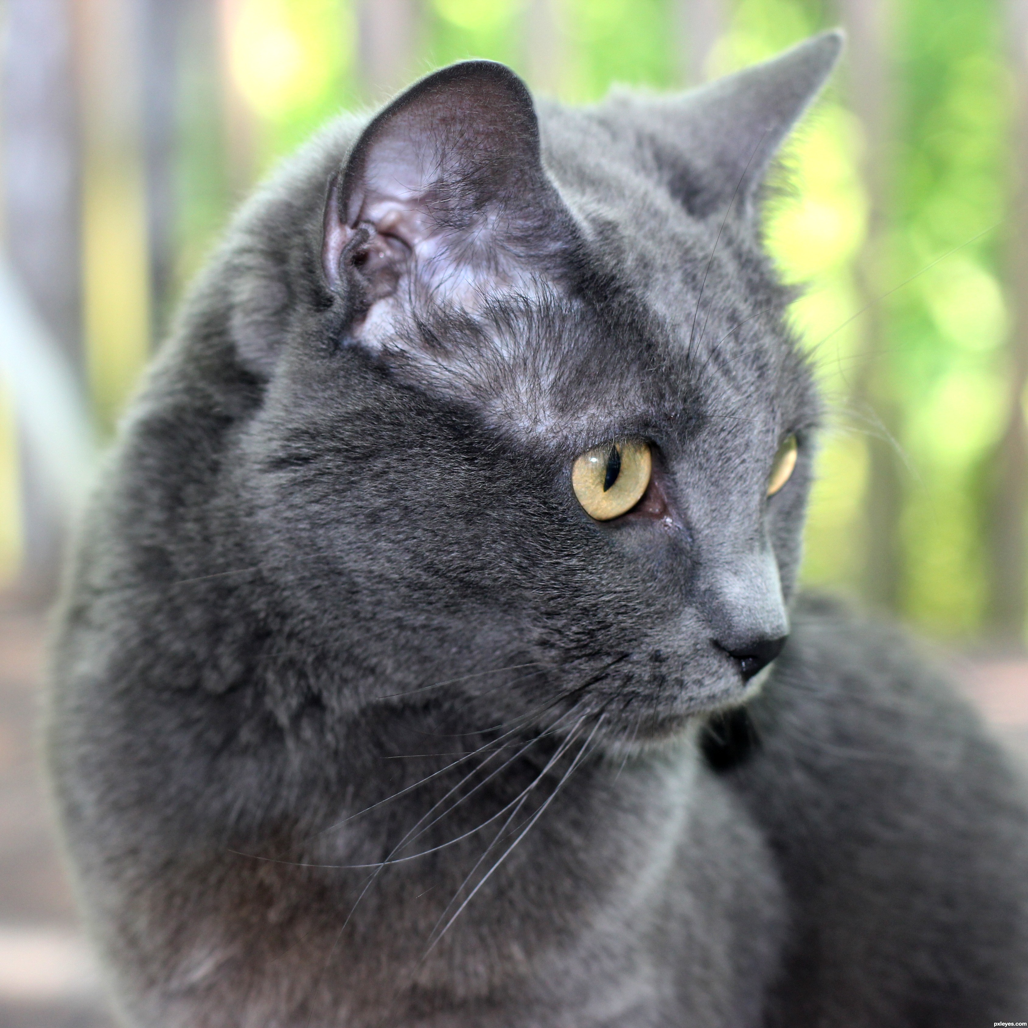 Grey Cat picture, by jbillitteri for: cats 3 photography contest