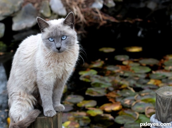 Pond Guard