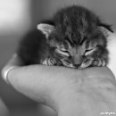 cats 3 photography contest
