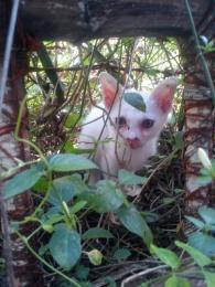 A white kitten Picture