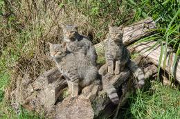 scotish wild cats