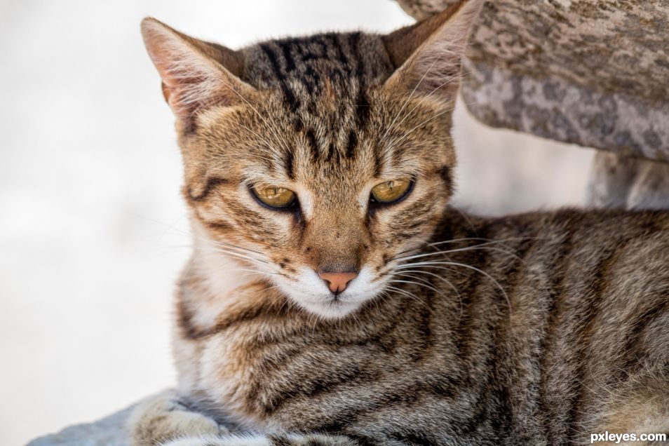 Temple cat