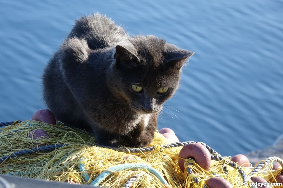 port cat