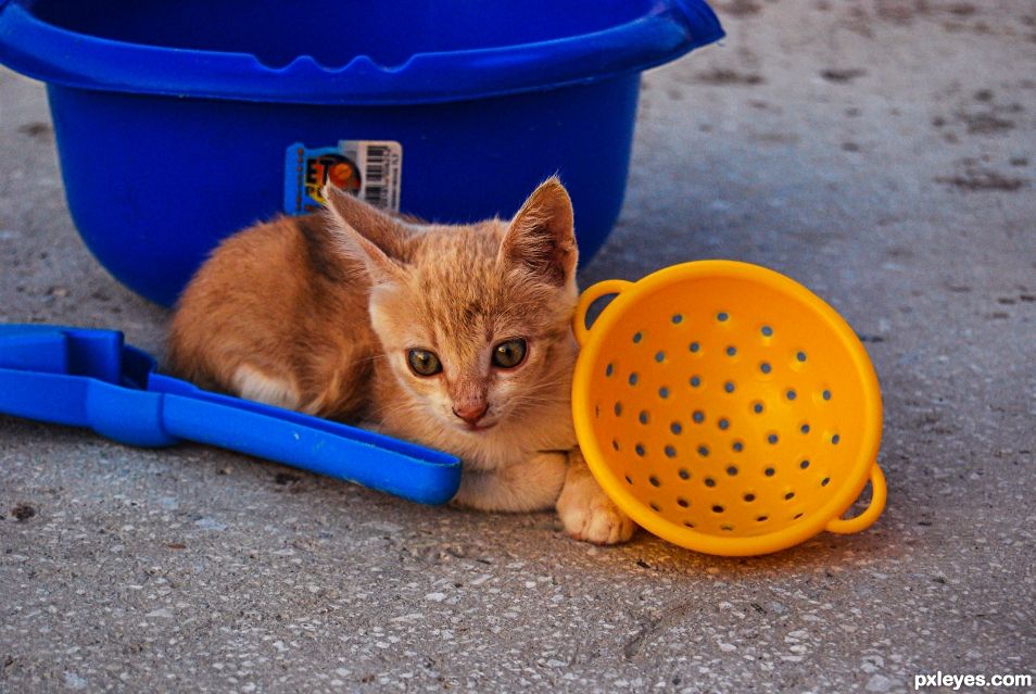 cats playroom 