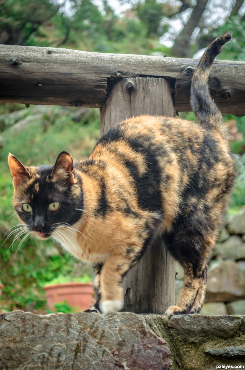 Tricolor Cat