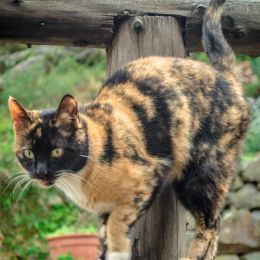 Tricolor Cat Picture