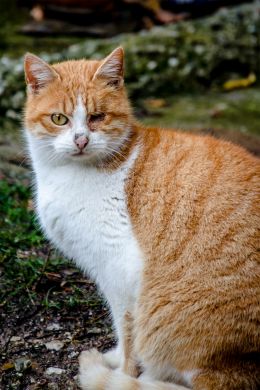 One eyed cat...