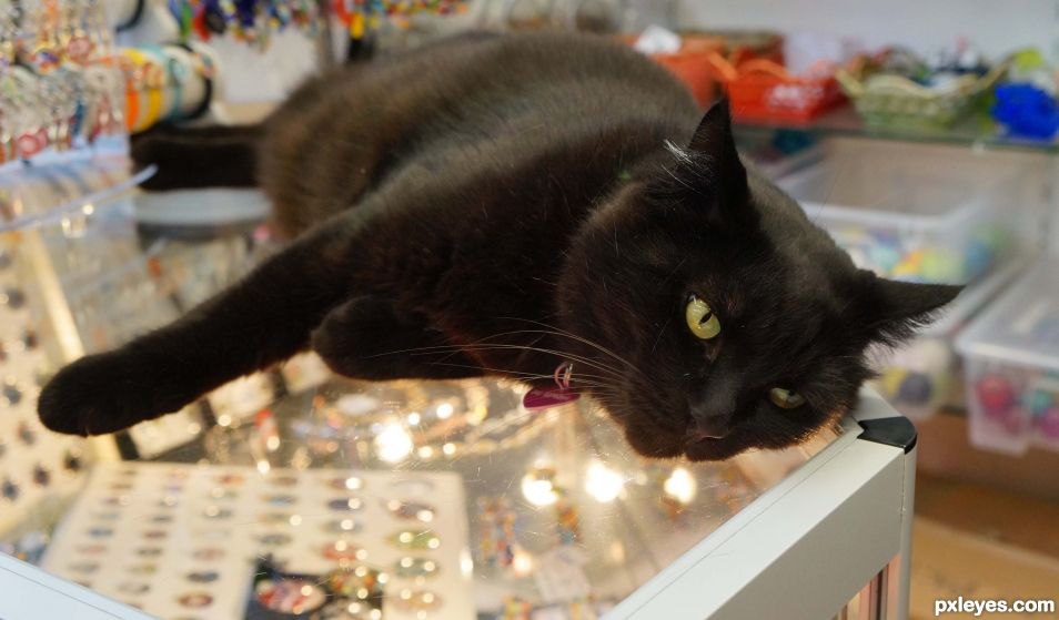 Black cat in the jewelry store