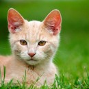cats 5 photography contest