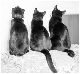 Manx Cats - different lengths of tail