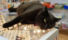 Black cat in the jewelry store