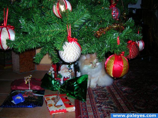 Christmas CAt