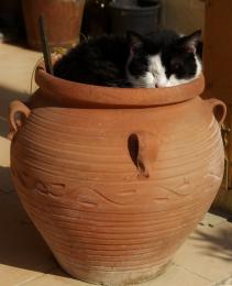 Potted Cat