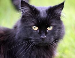 Dirty Black cat