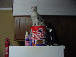 Cats on the refrigerator.