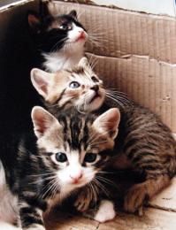 Three little cats