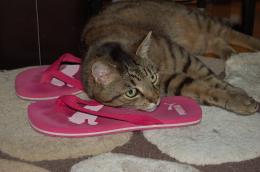 he loves my flip-flops Picture