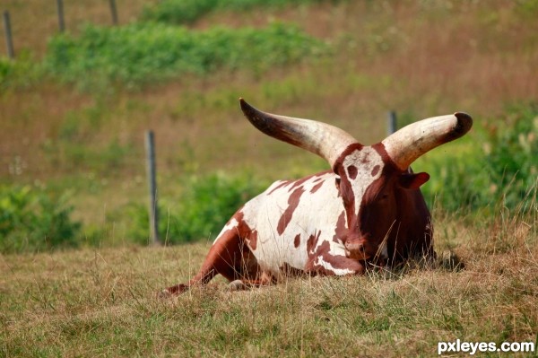 Mess With the Bull Youll Get the Horns