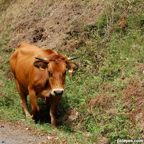 Montain cow